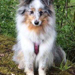 Shetland Sheepdog