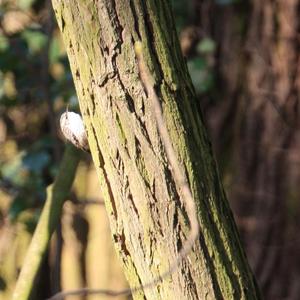 Short-toed Treecreeper