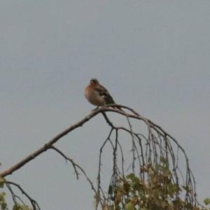 Eurasian Chaffinch