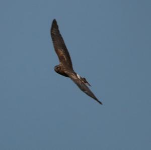 Northern Harrier