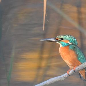 Common Kingfisher