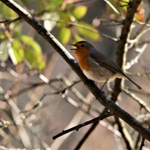 European Robin