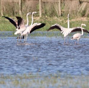 Greater Flamingo