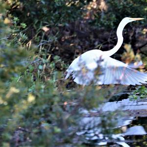 Great Egret