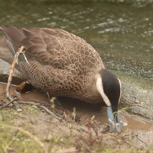 Puna Teal