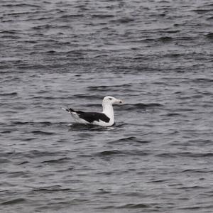 Great Black-backed Gull