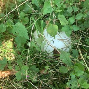 Giant Puffball