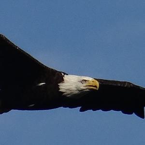 Weißkopfseeadler