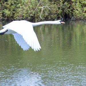 Mute Swan