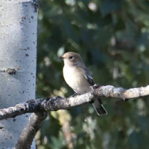 European Pied Flycatcher