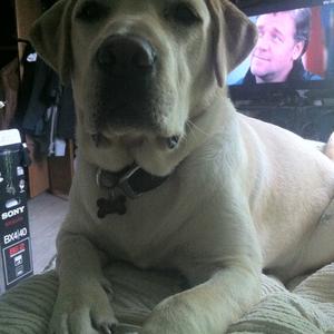 Unknown Breed