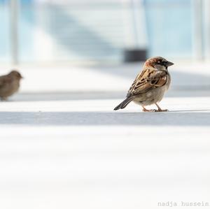 House Sparrow