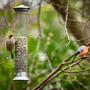 Eurasian Bullfinch