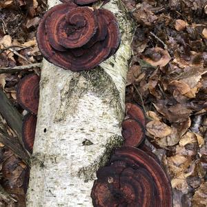 Thick-maze Oak polypore