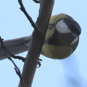 Great Tit