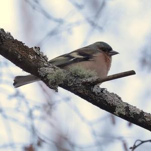 Eurasian Chaffinch