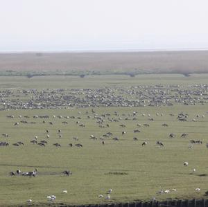 Barnacle Goose