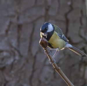 Great Tit