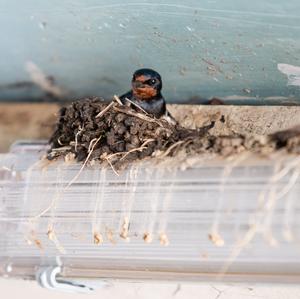 Barn Swallow