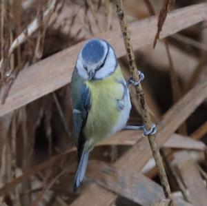 Blue Tit