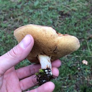 Dotted-stalk Bolete