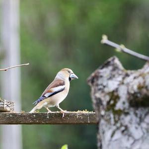 Hawfinch