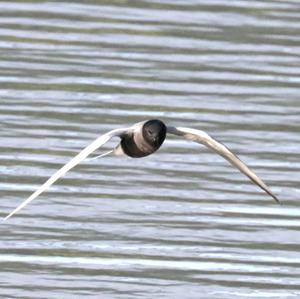 Black Tern