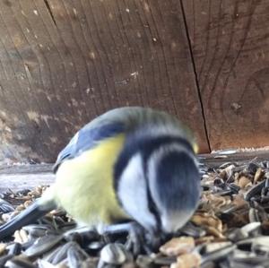 Blue Tit