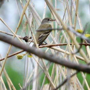 Alder Flycatcher