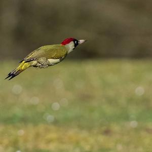 Eurasian Green Woodpecker