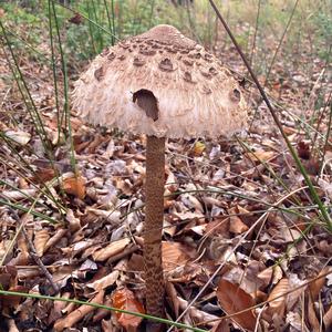 Parasol Mushroom