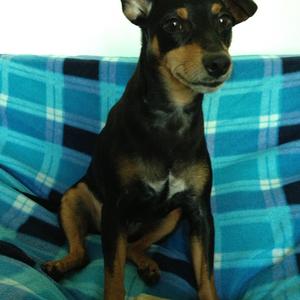 Miniature Pinscher