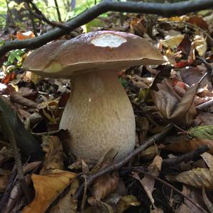 King Bolete