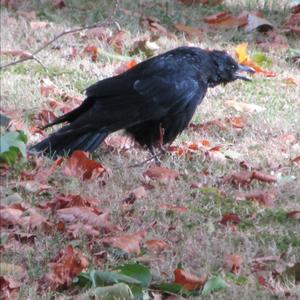 Carrion Crow