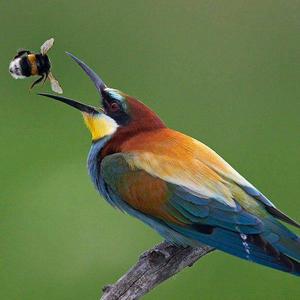 European Bee-eater