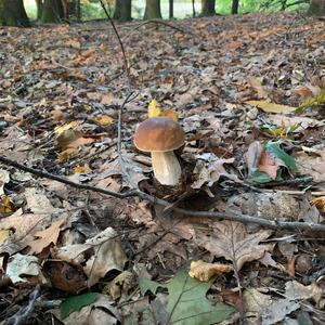 King Bolete