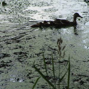 Mallard