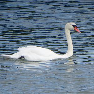 Mute Swan