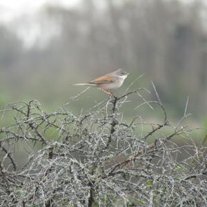 Common Whitethroat