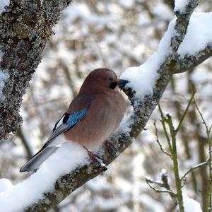 Eurasian Jay