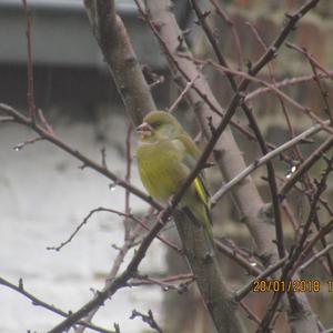 European Greenfinch