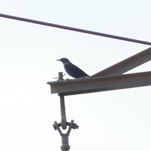 Blue Rock-thrush