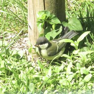 Great Tit