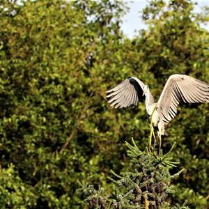 Grey Heron