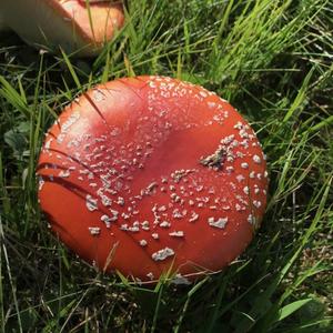 Fly Agaric