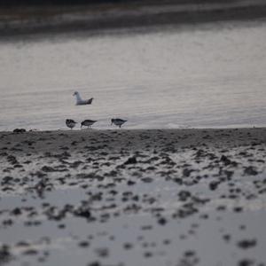 Dunlin