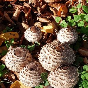 Parasol Mushroom