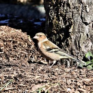 Eurasian Chaffinch