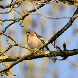 Eurasian Chaffinch