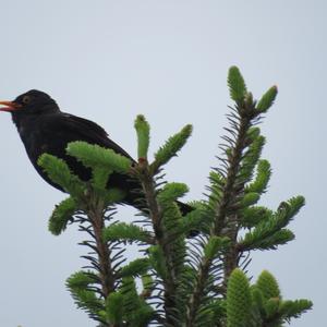 Eurasian Blackbird